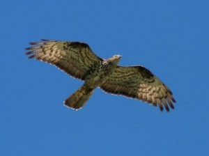 Falco pecchiaiolo